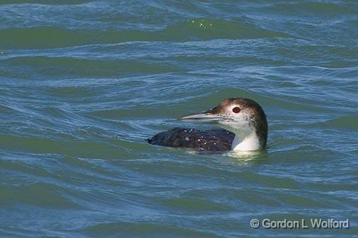 Common Loon_43218.jpg - Common Loon (Gavia immer)Photographed along the Gulf coast at Mustang Island near Port Aransas, Texas, USA.